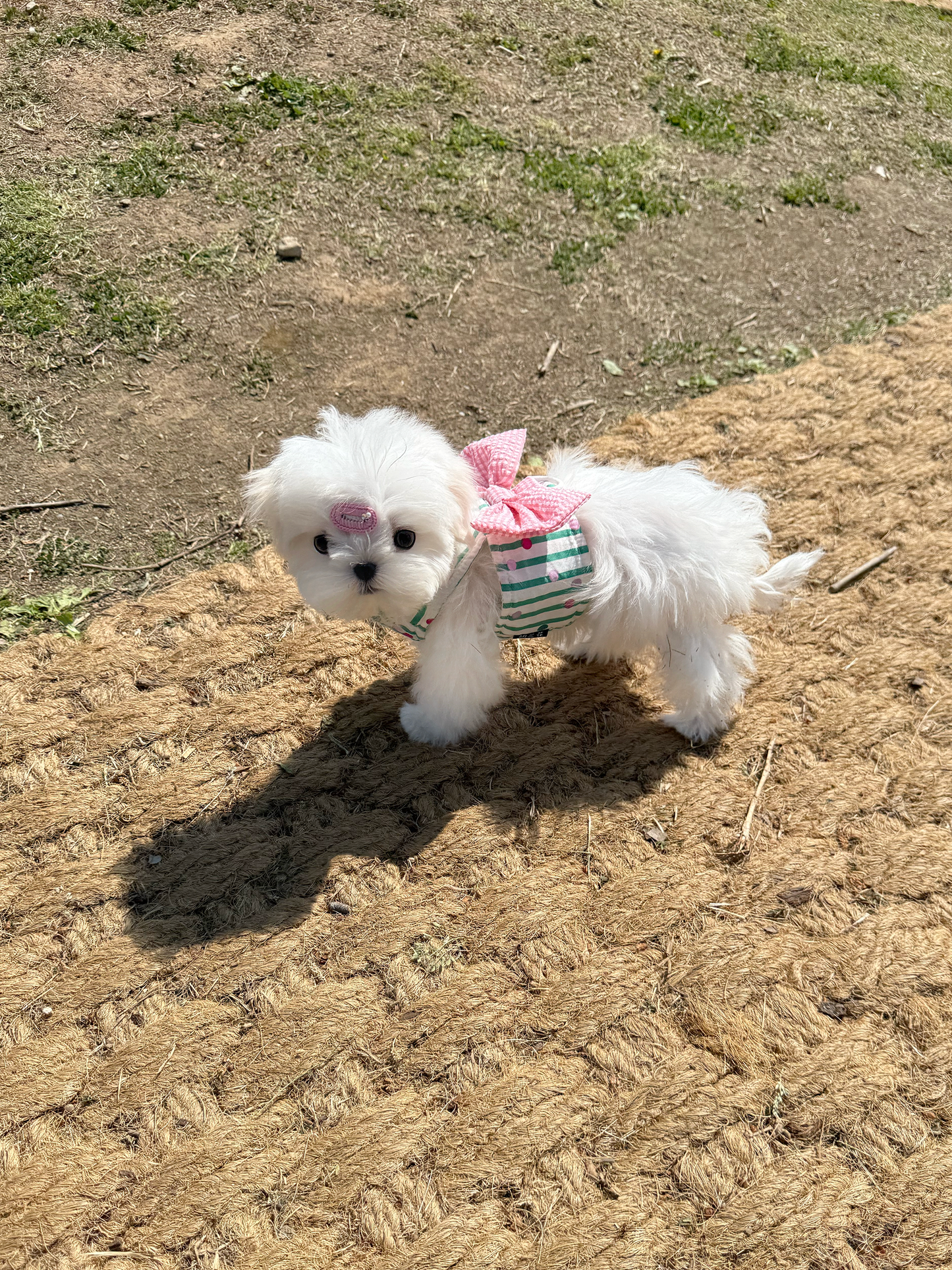 Maltese-Love