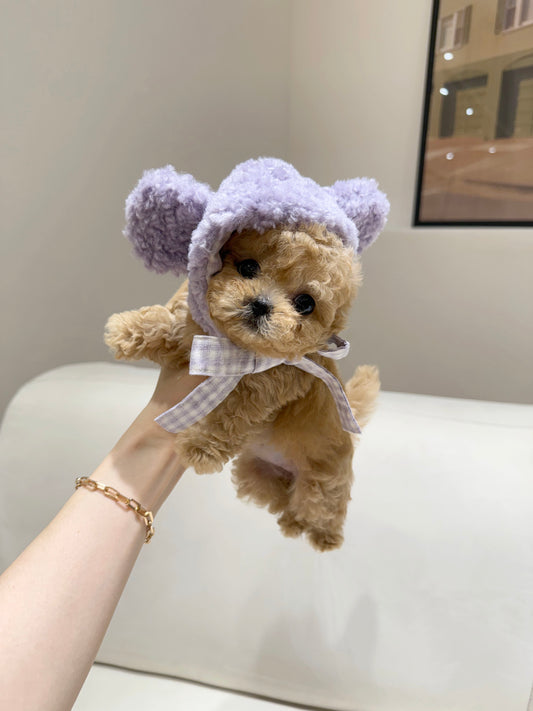 Maltipoo-Eve