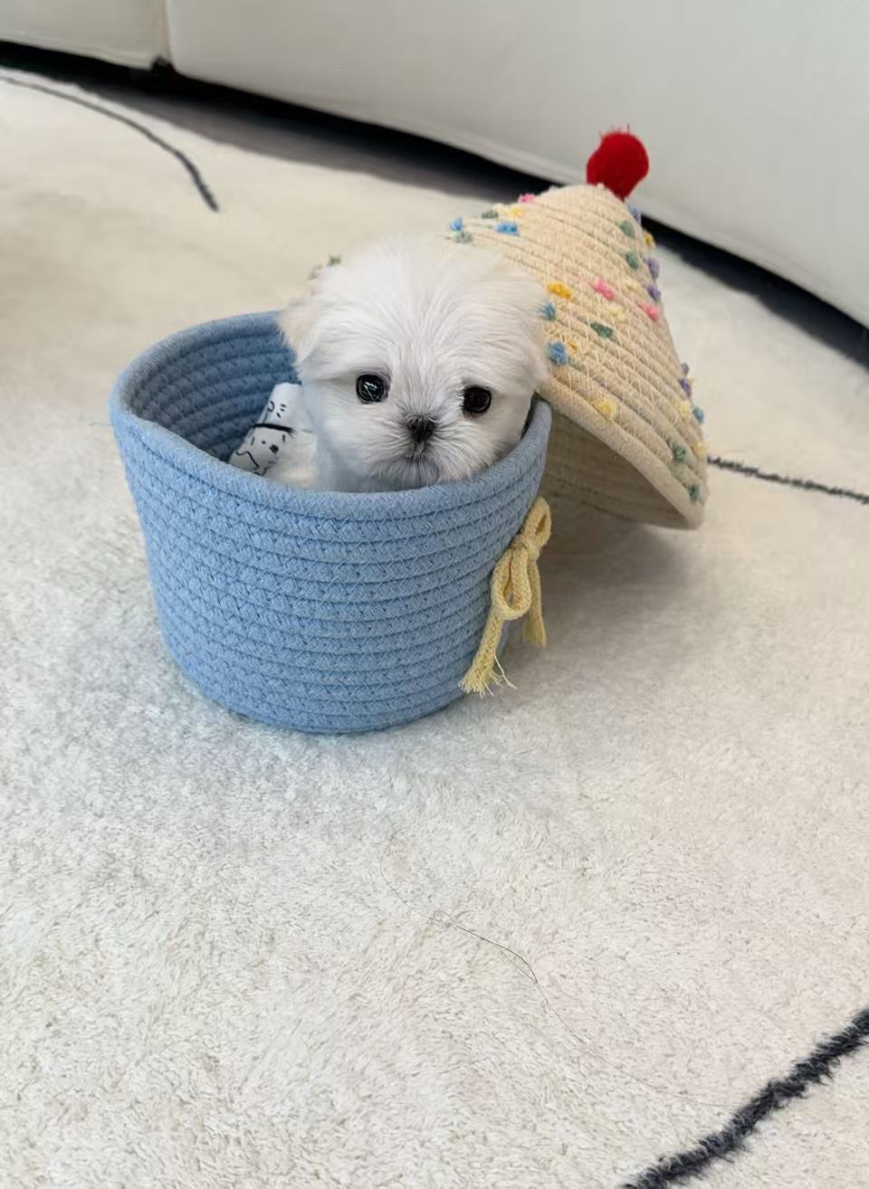 Maltese- Minnie