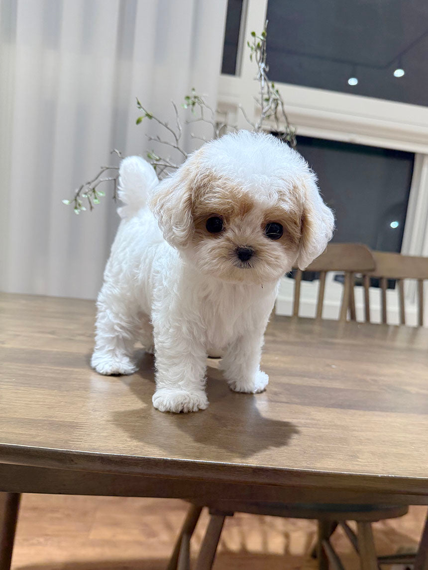 Maltipoo-Choco