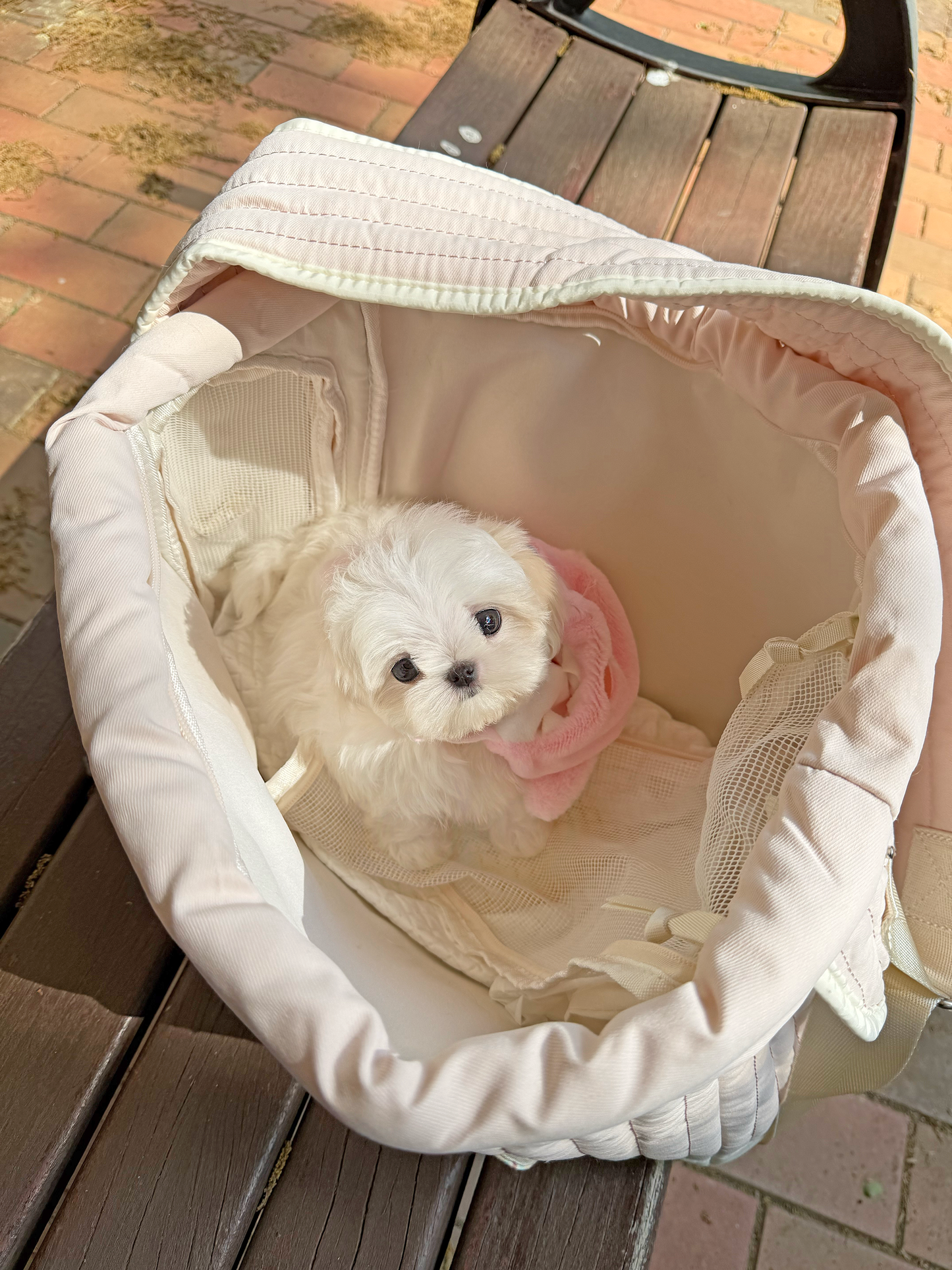 Maltese-Sisi
