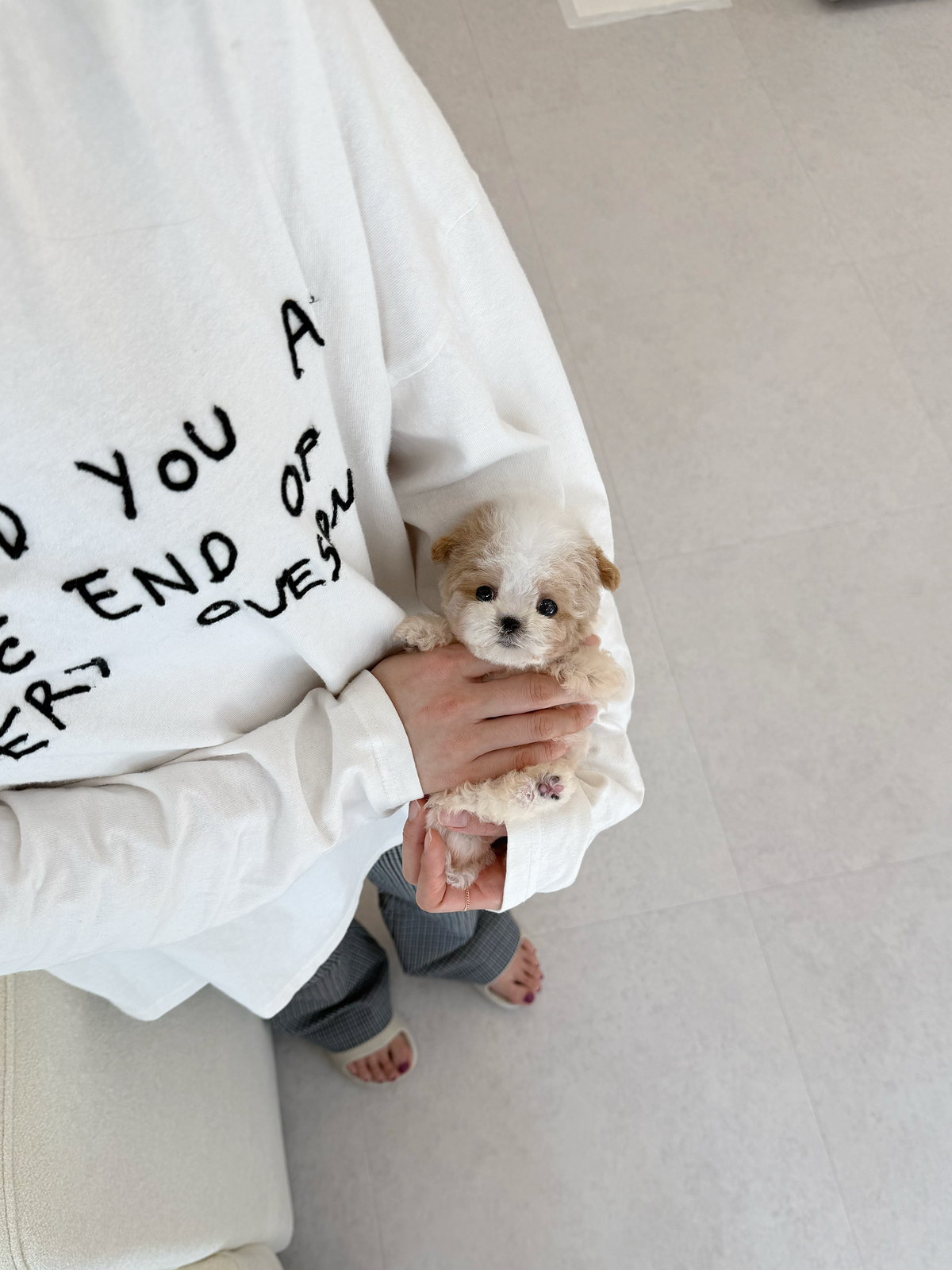 Maltipoo-Terry-M