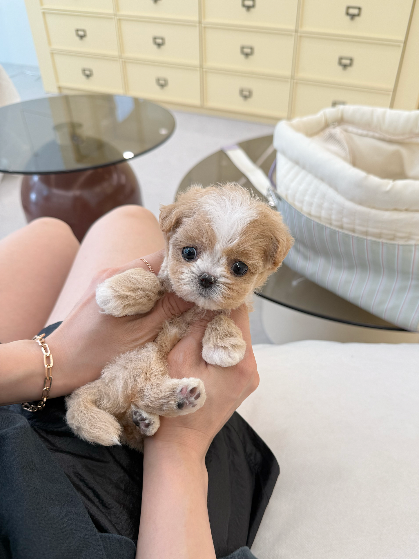 Maltipoo-Jasmine-F