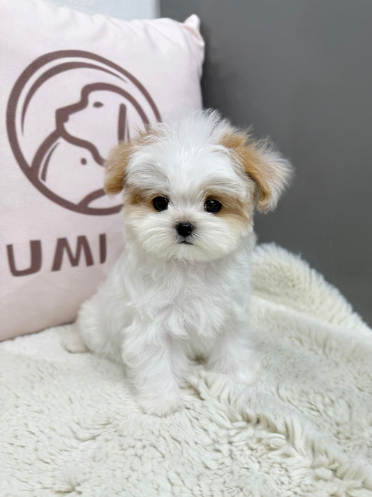 Maltipoo-Zoey