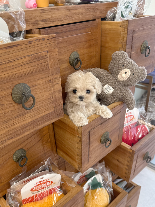 Maltipoo-Grace-F