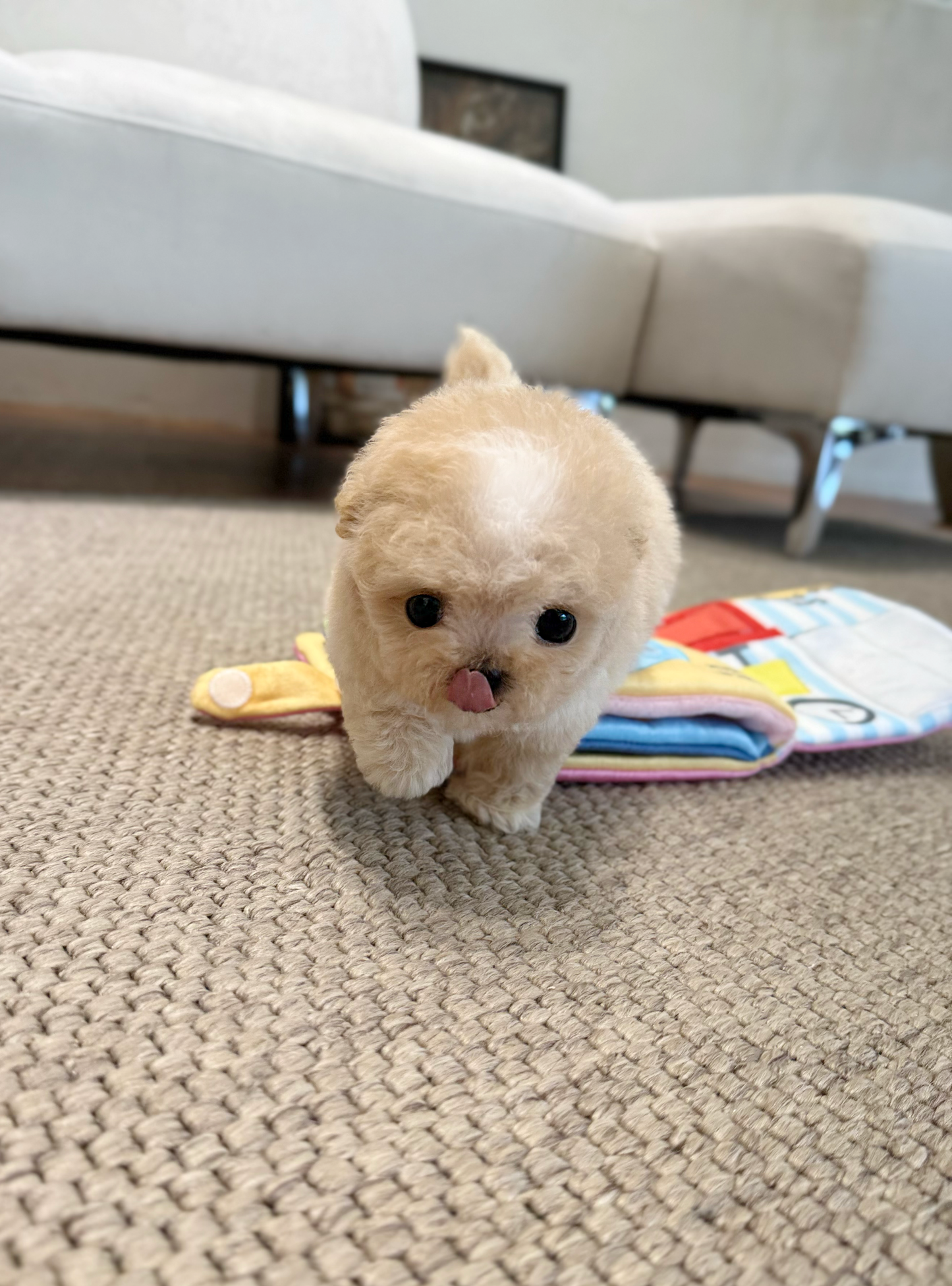 Maltipoo-Jully