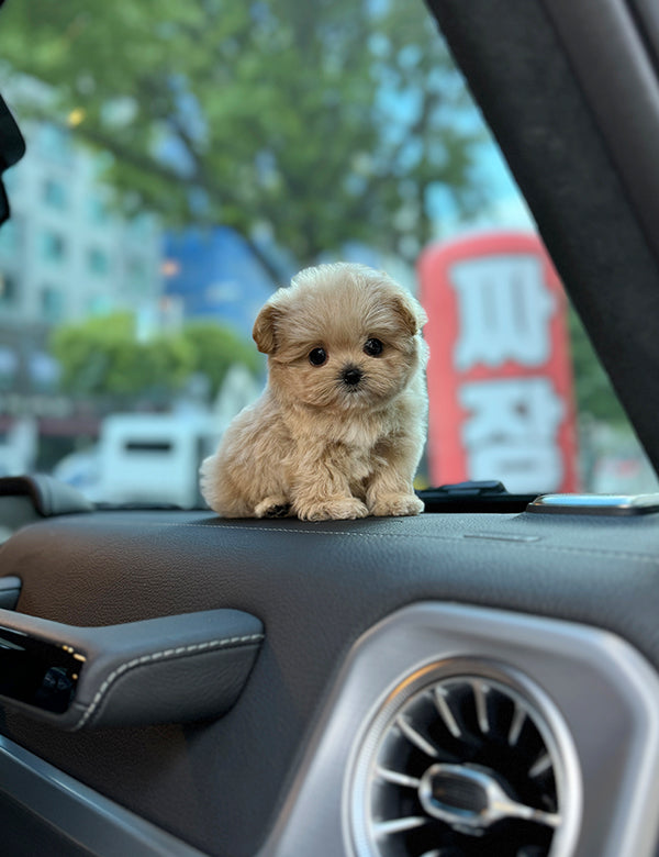 Maltepoo-Sora