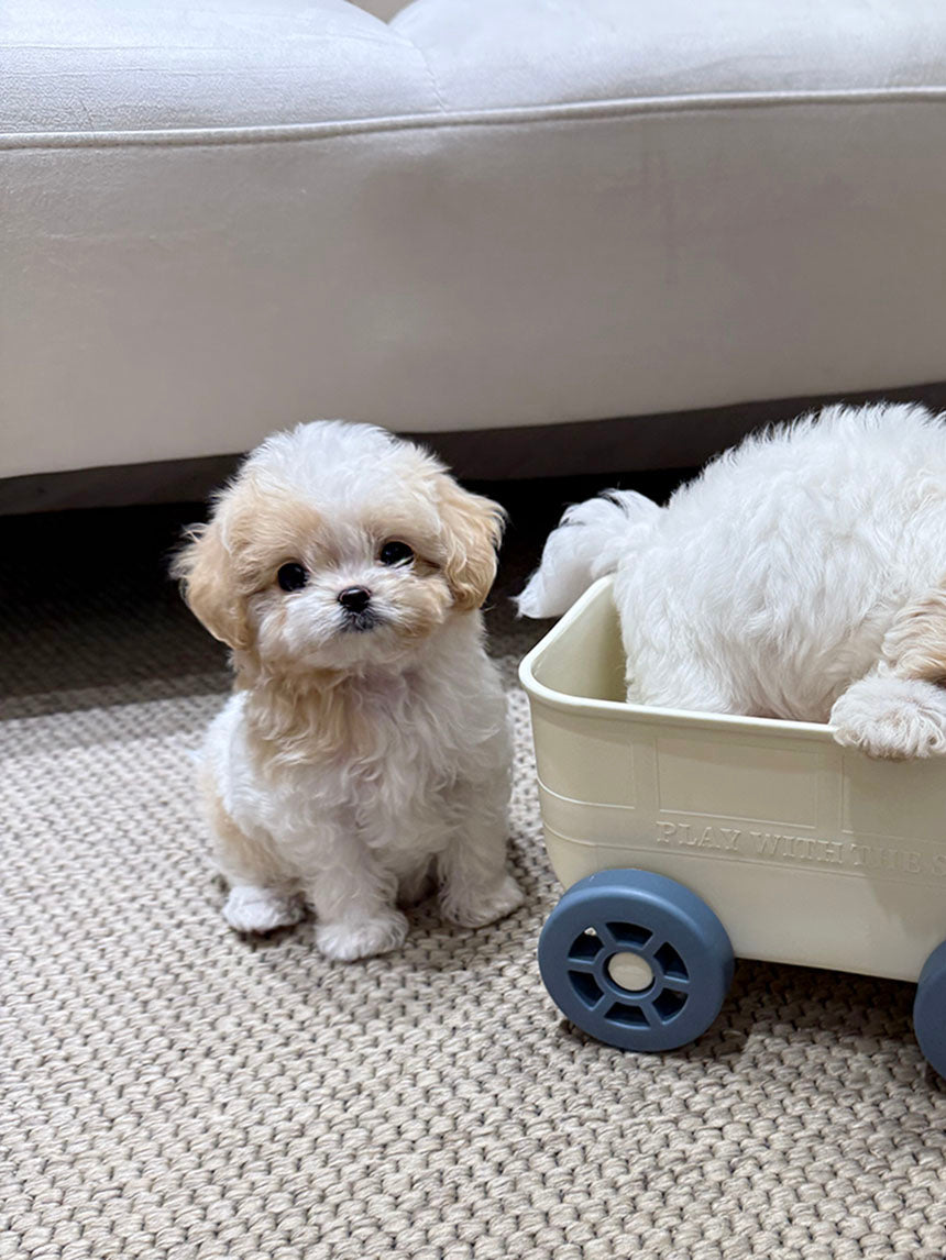 Maltipoo-Cookie