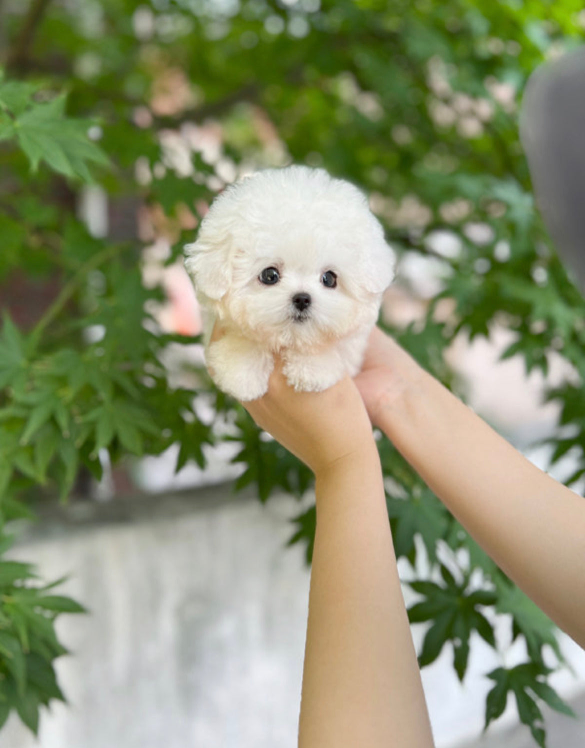 Bichon frise M-Nabi