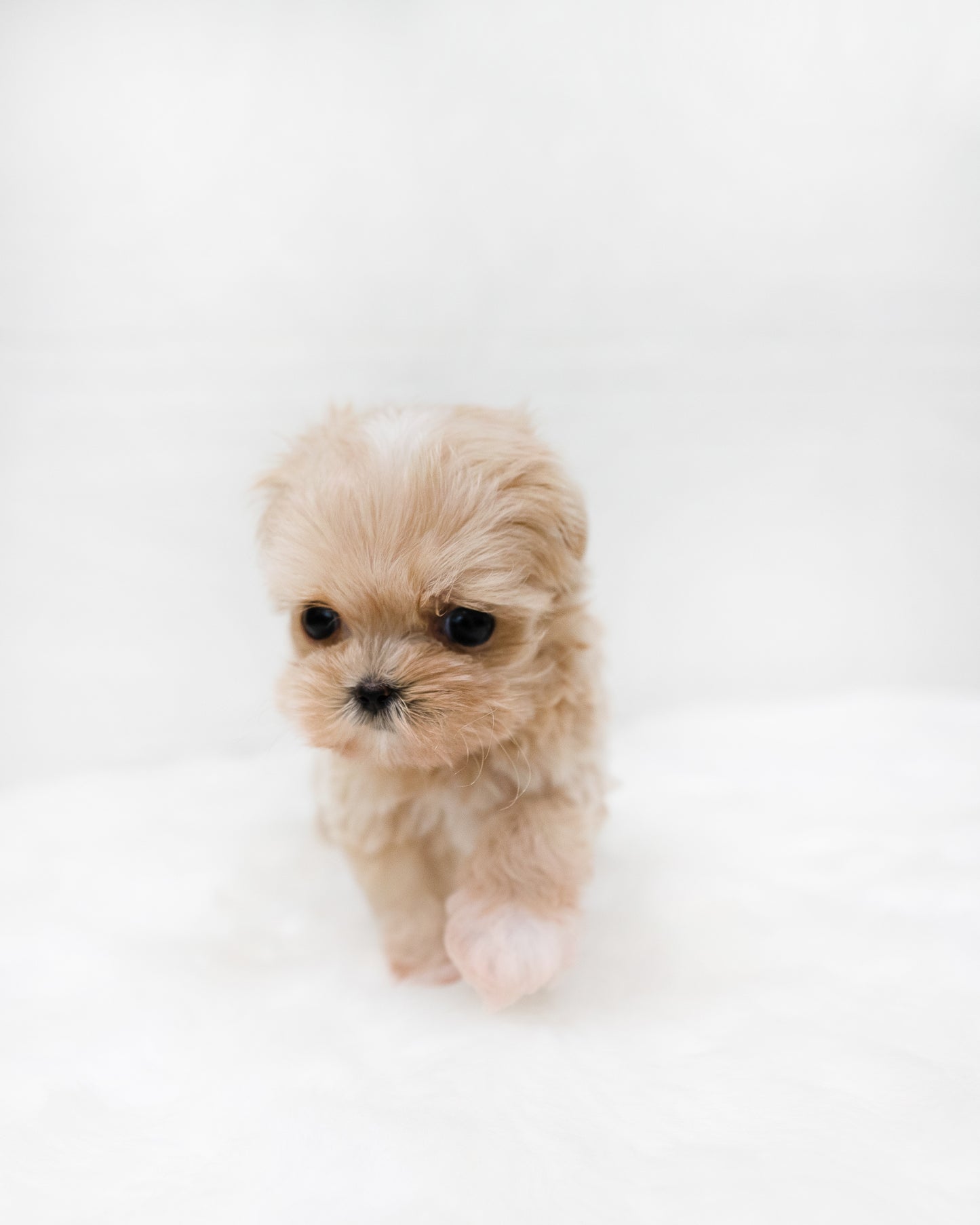 Maltipoo-Coby