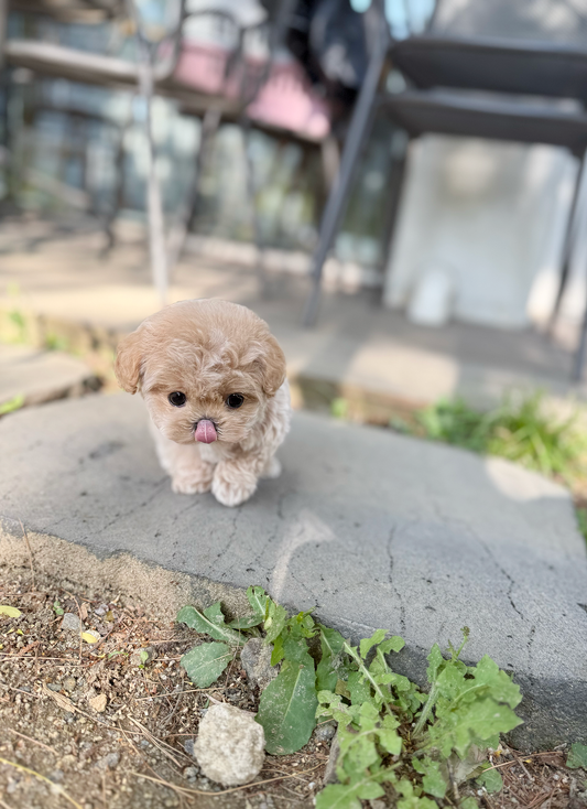 Maltipoo-Pony