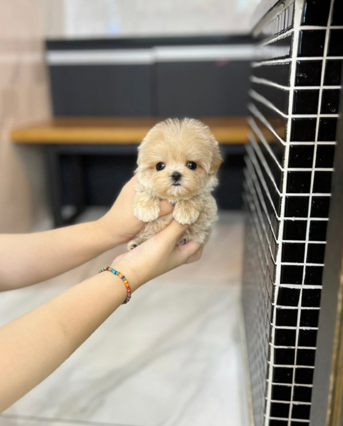 Maltipoo- Mari