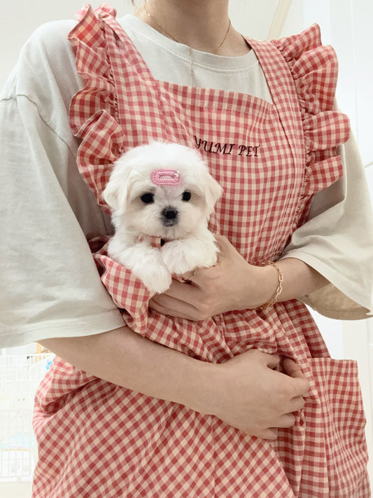 Maltese-Nina