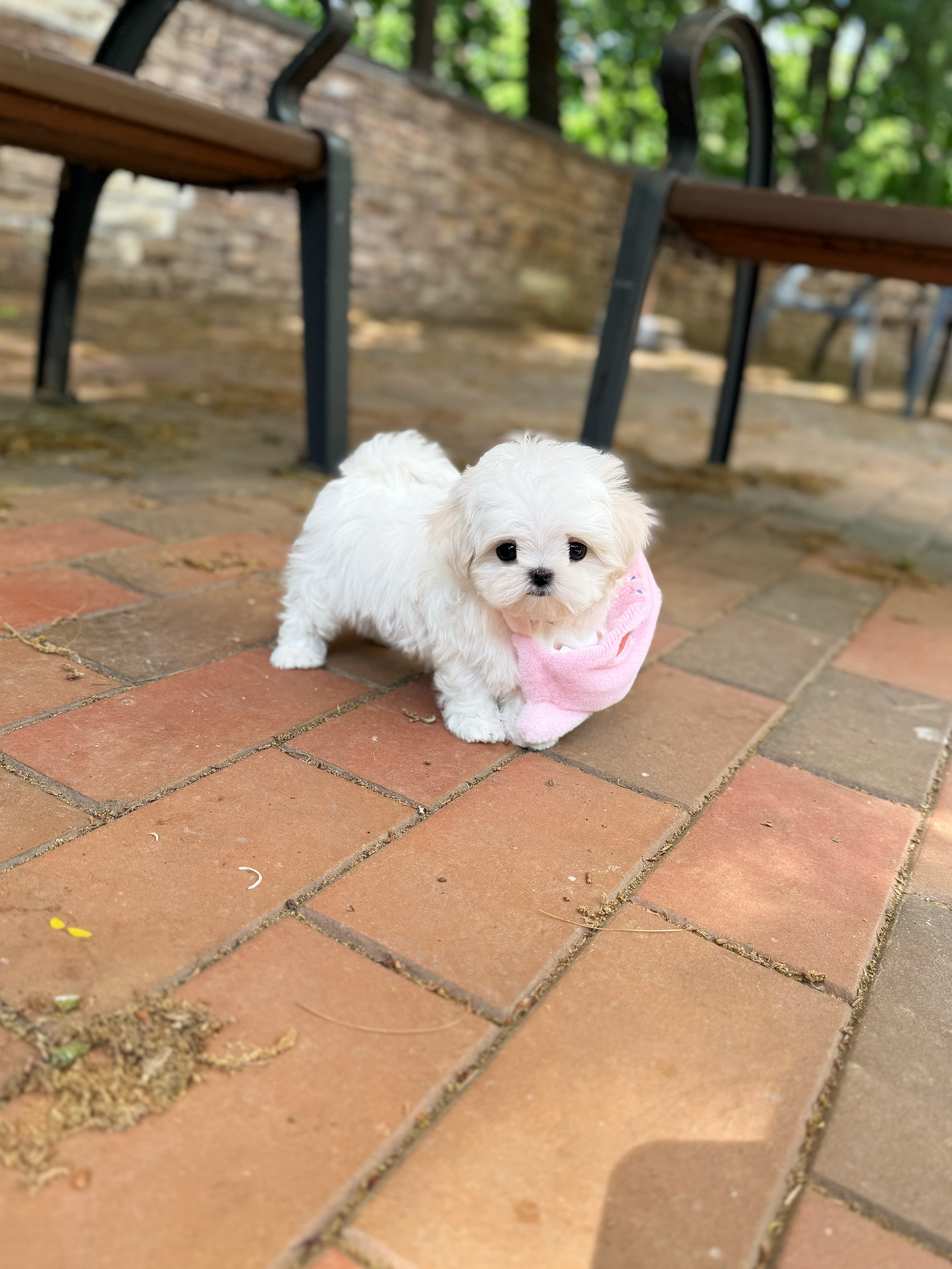 Maltese-Sisi