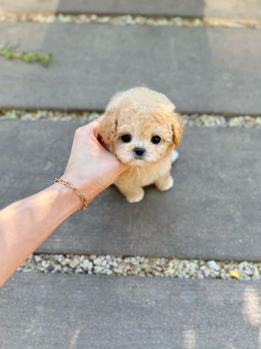 Maltipoo-Latte