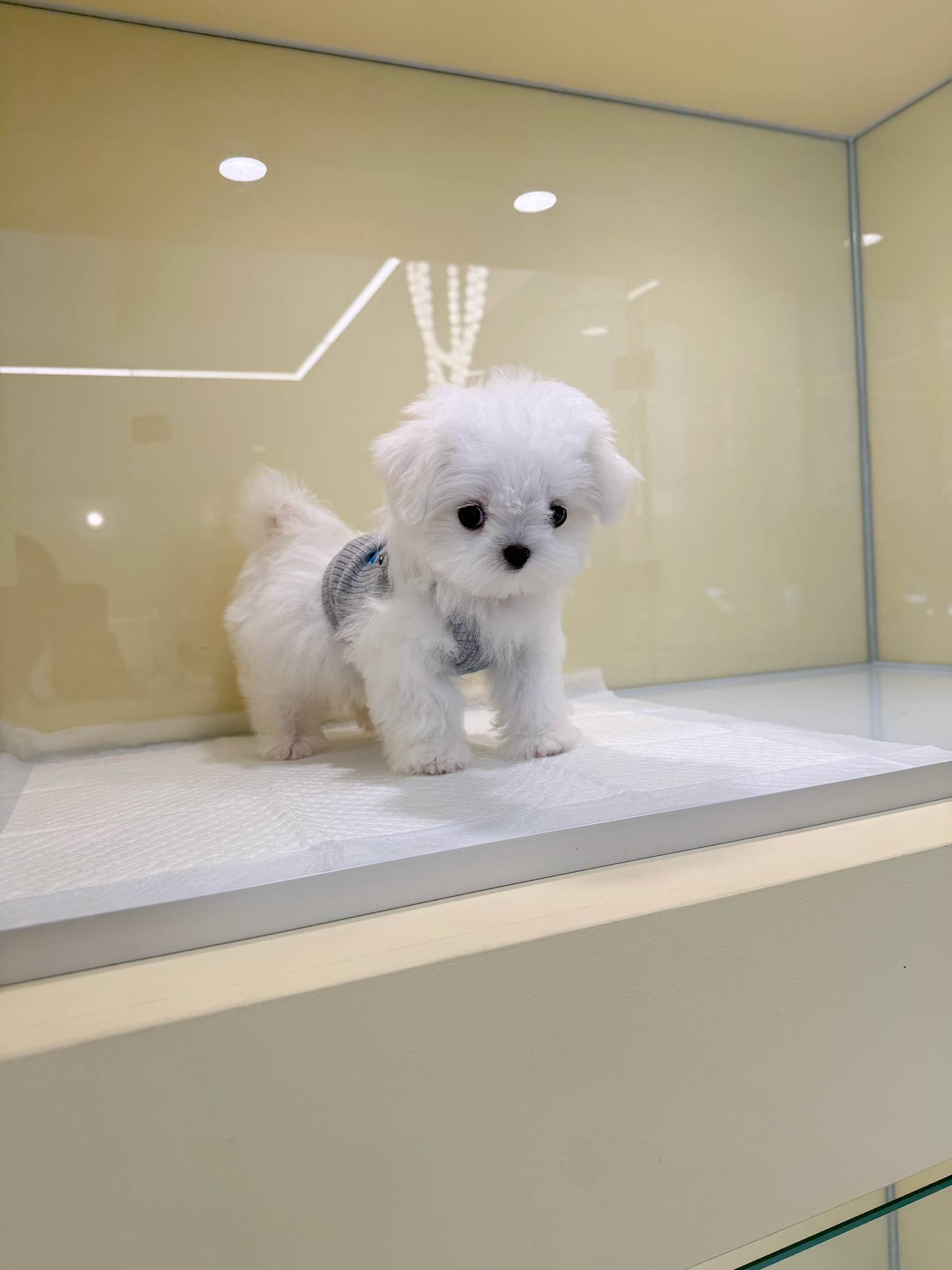 Maltese-Suki-F