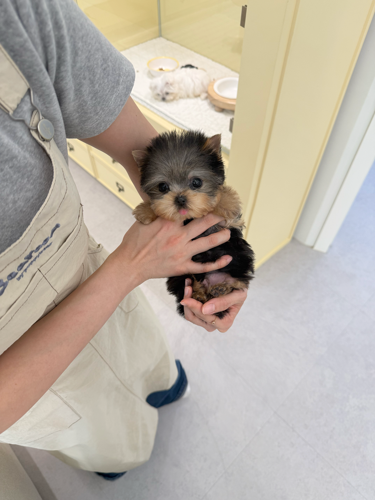 Yorkie-Lowell-F