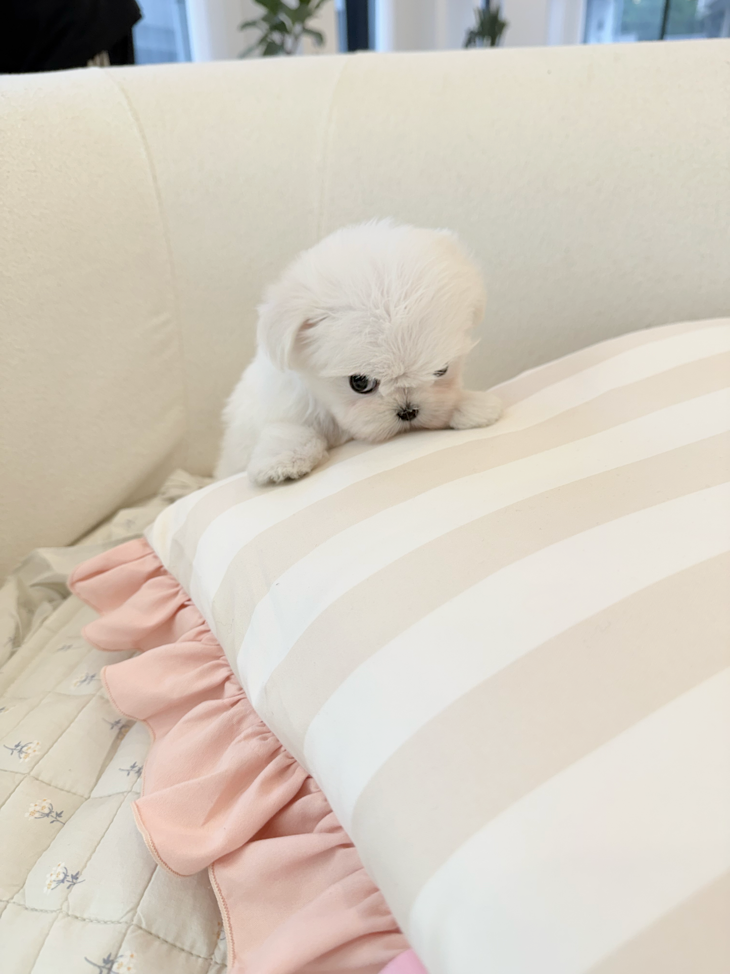Maltese-Miel