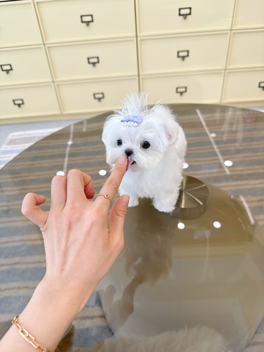 Maltese-Pocket-F