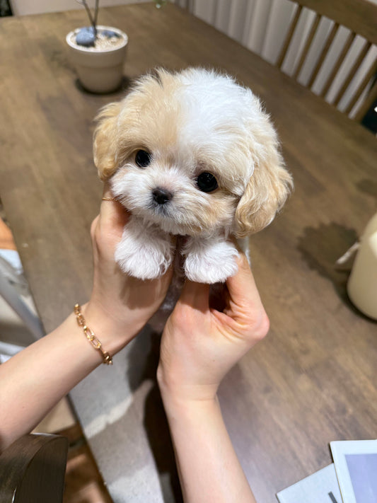 Maltipoo-Cookie
