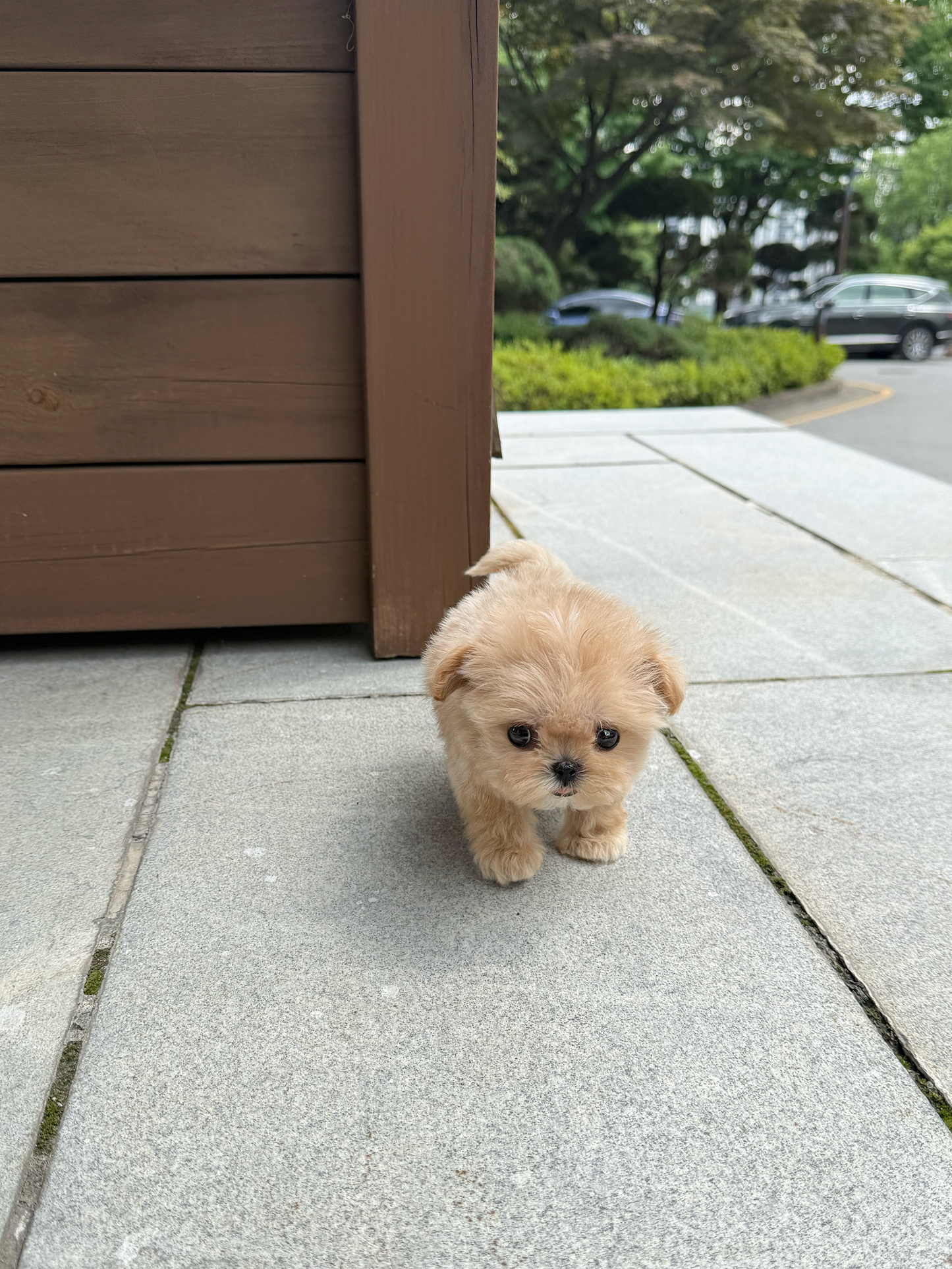 Maltese-Cinnamon