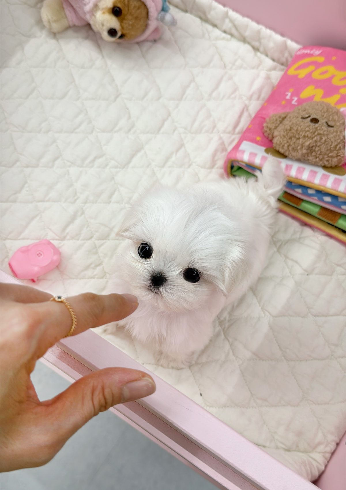 Maltese-Milo-M