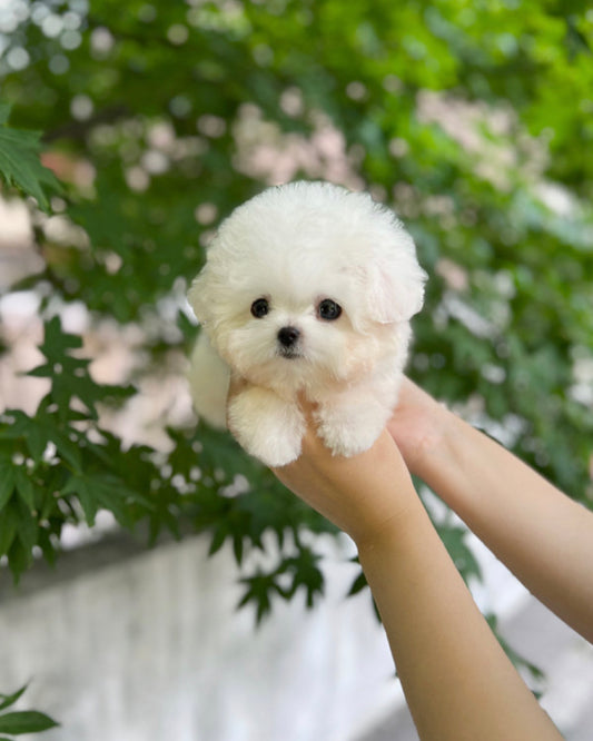 Bichon frise M-Nabi