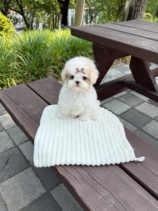 Maltipoo-Godiva