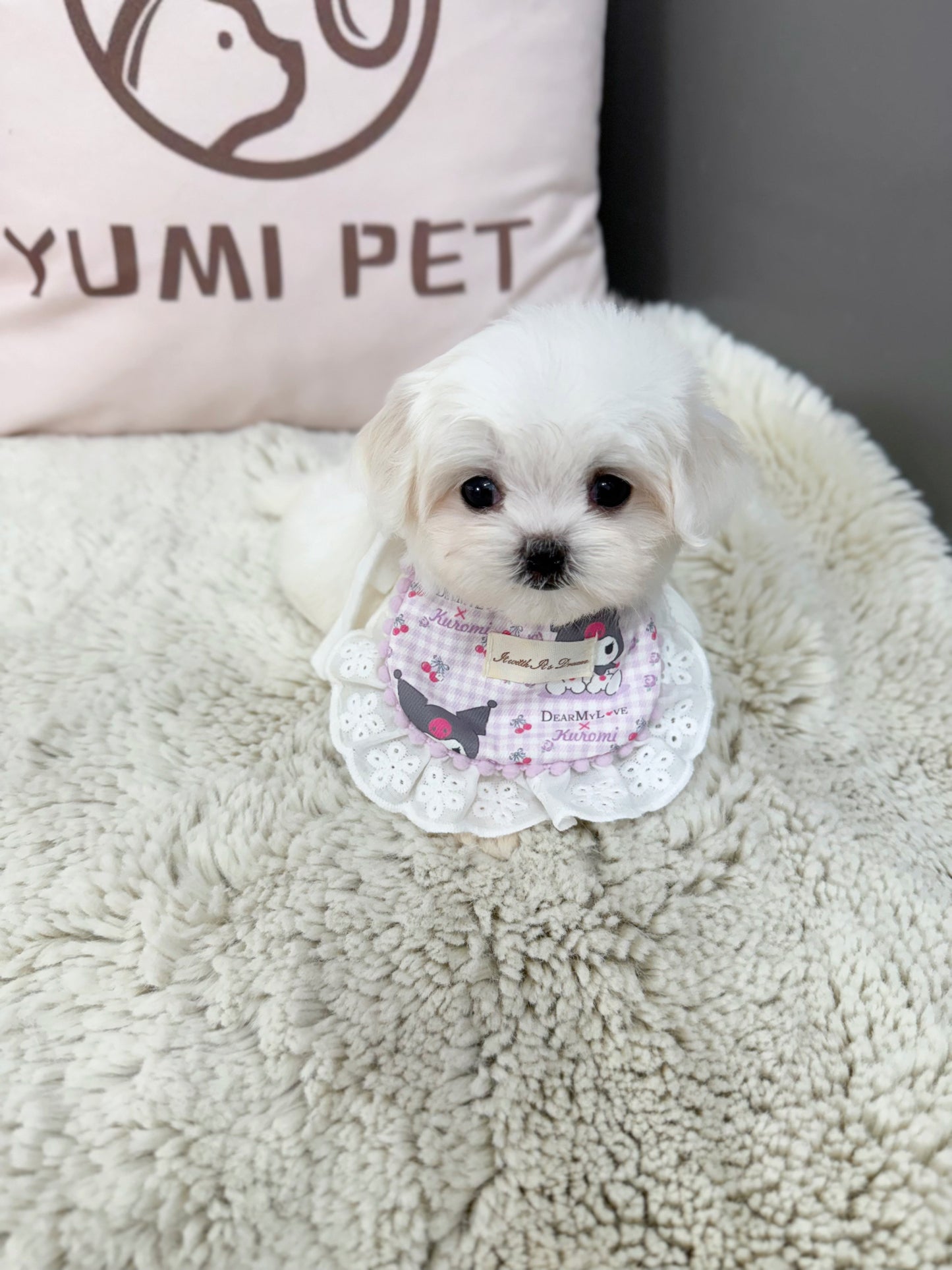 Maltese-Molly