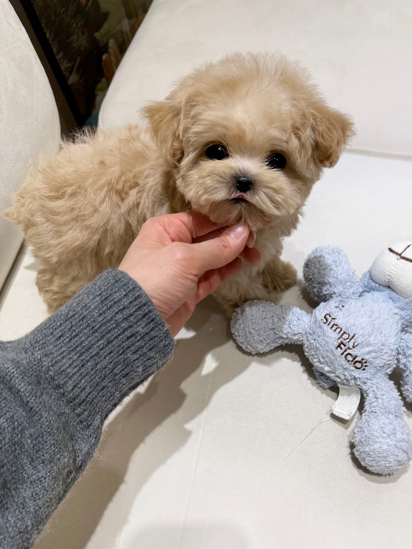 Maltipoo-Bonnie