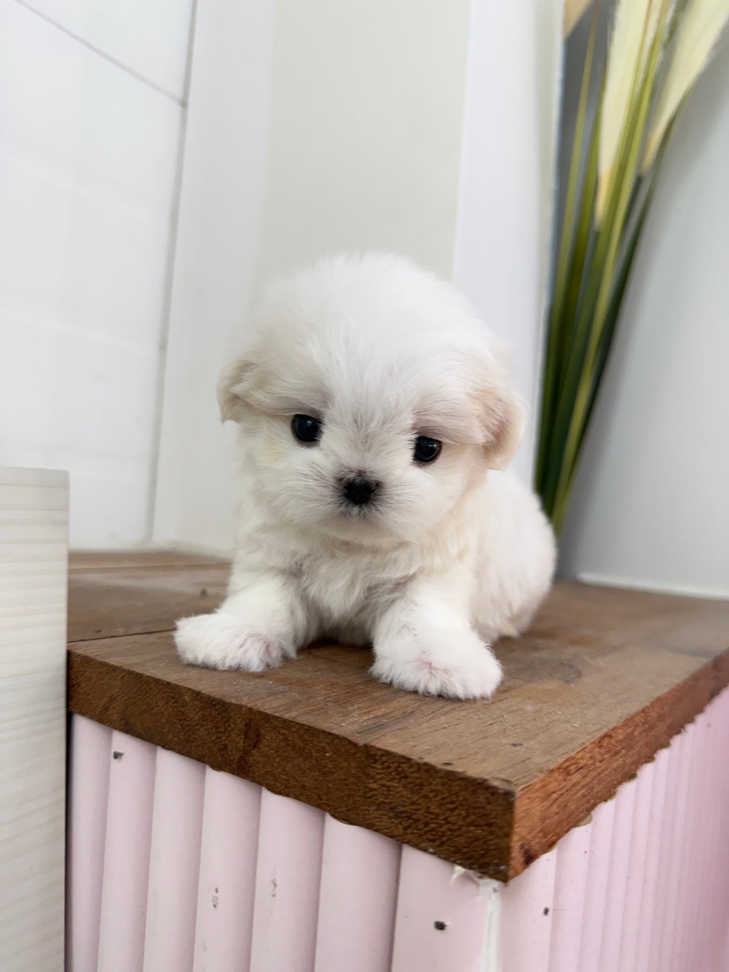 Maltese-Tissue-F