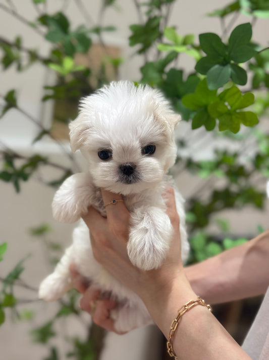 Maltese-Soda