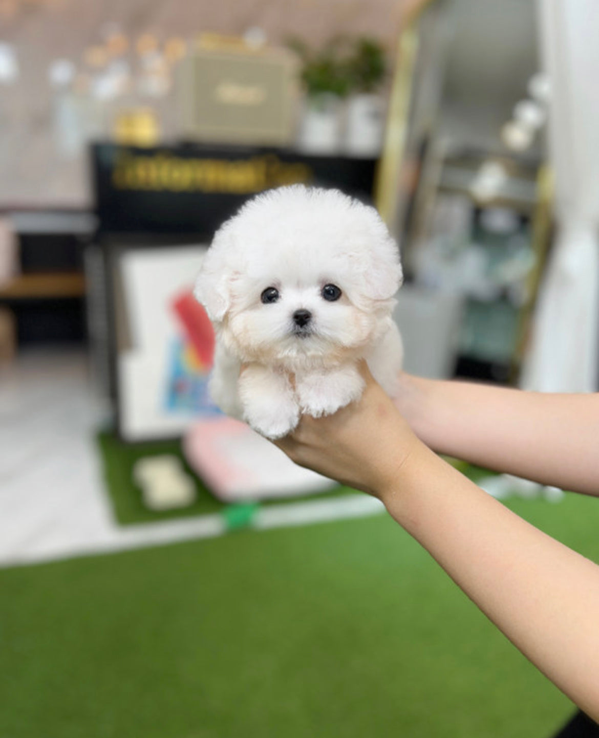 Bichon frise M-Nabi