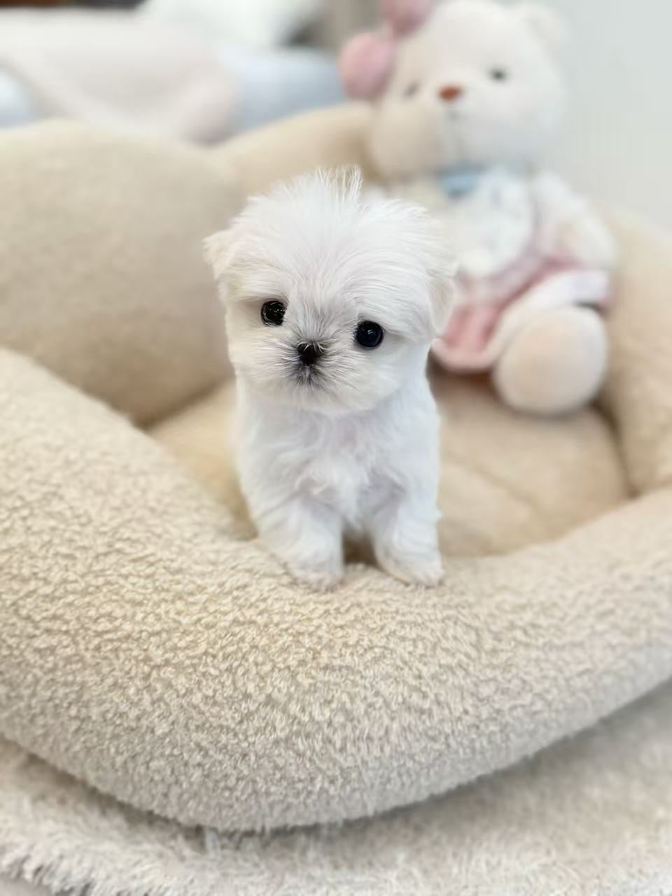 Maltese- Minnie