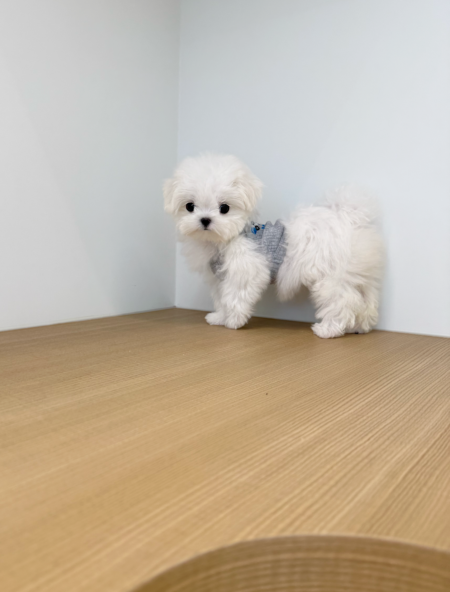 Maltese-Suki-F