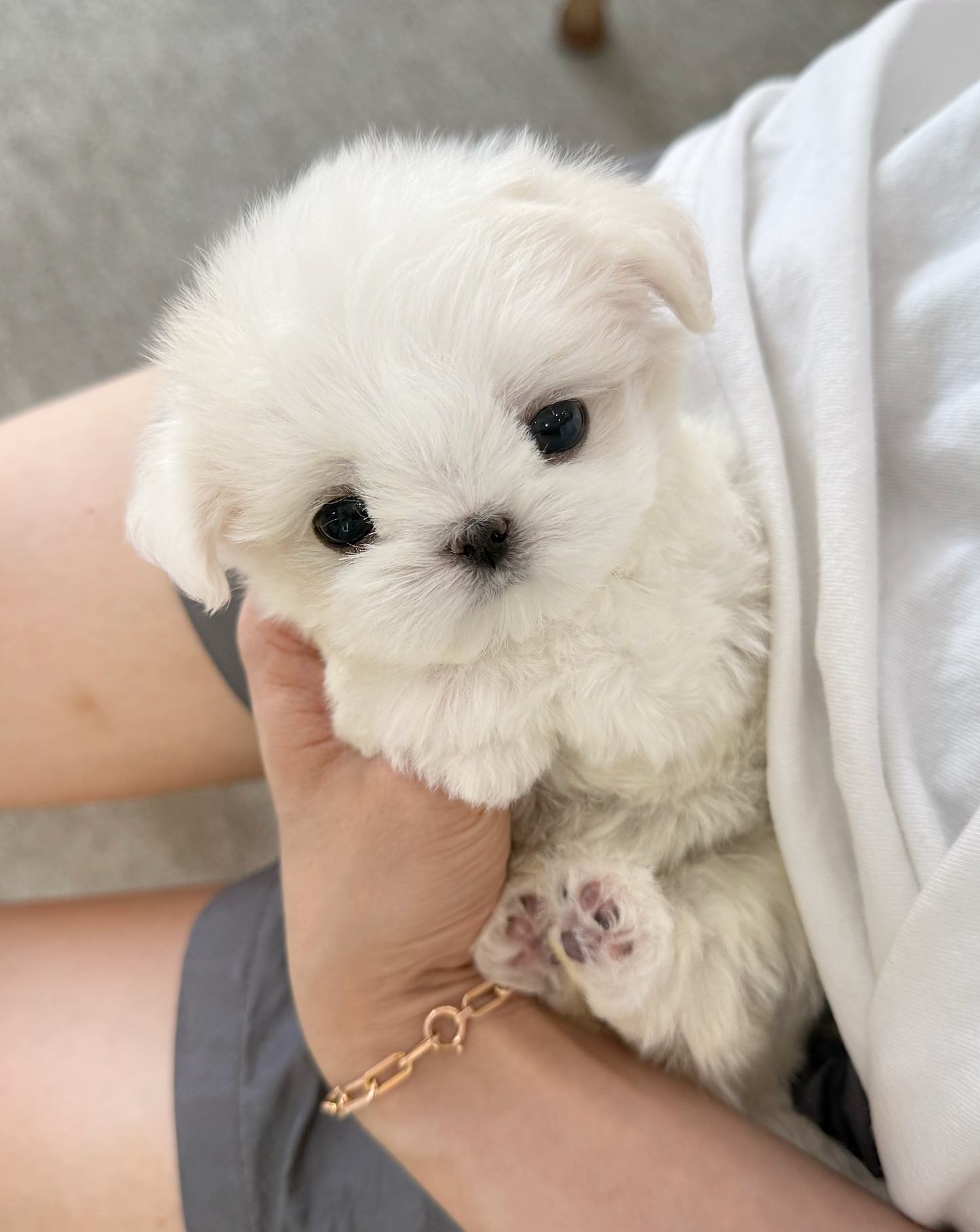 Maltese-Tissue-F