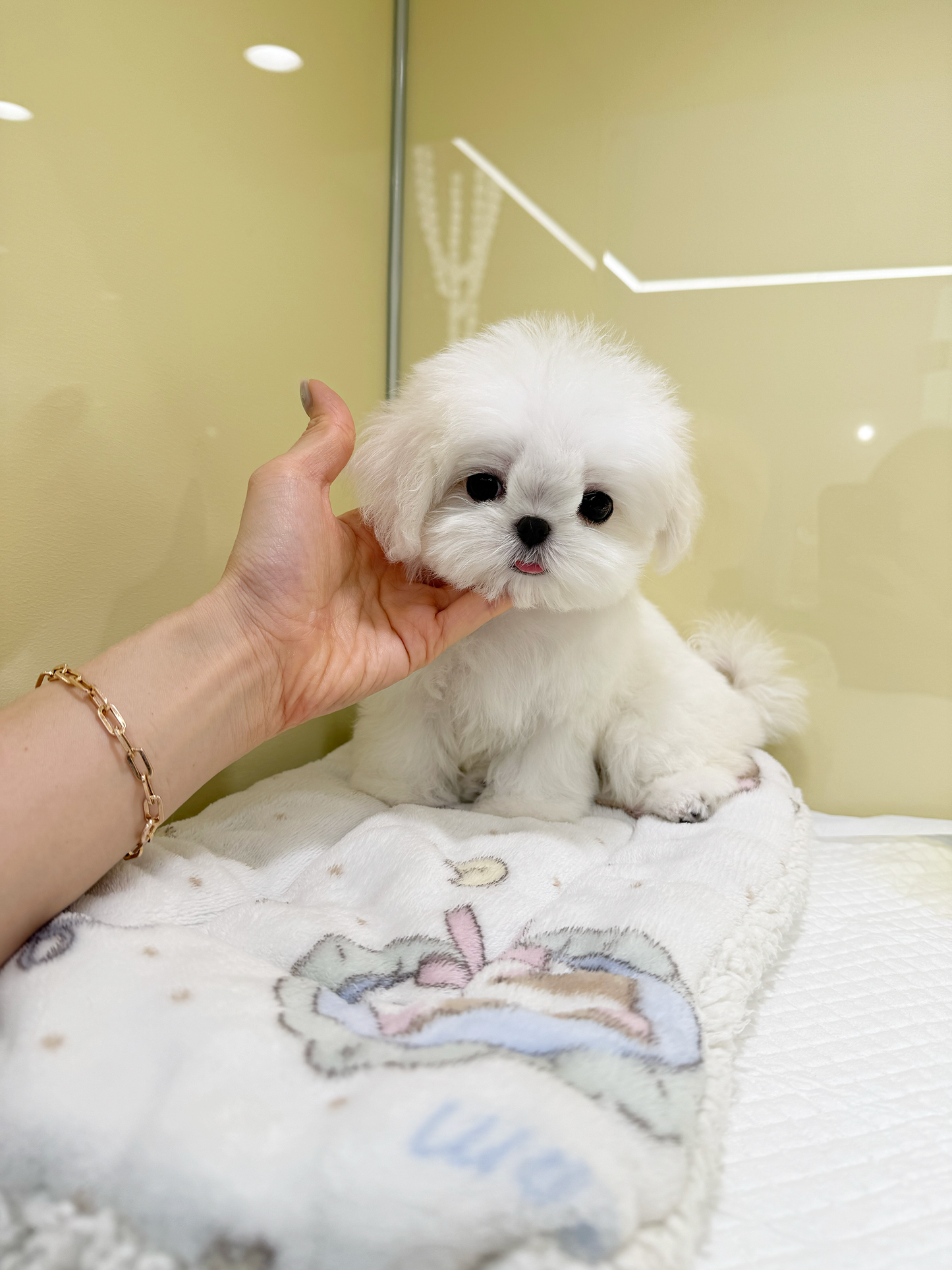 Maltese-Miso-F
