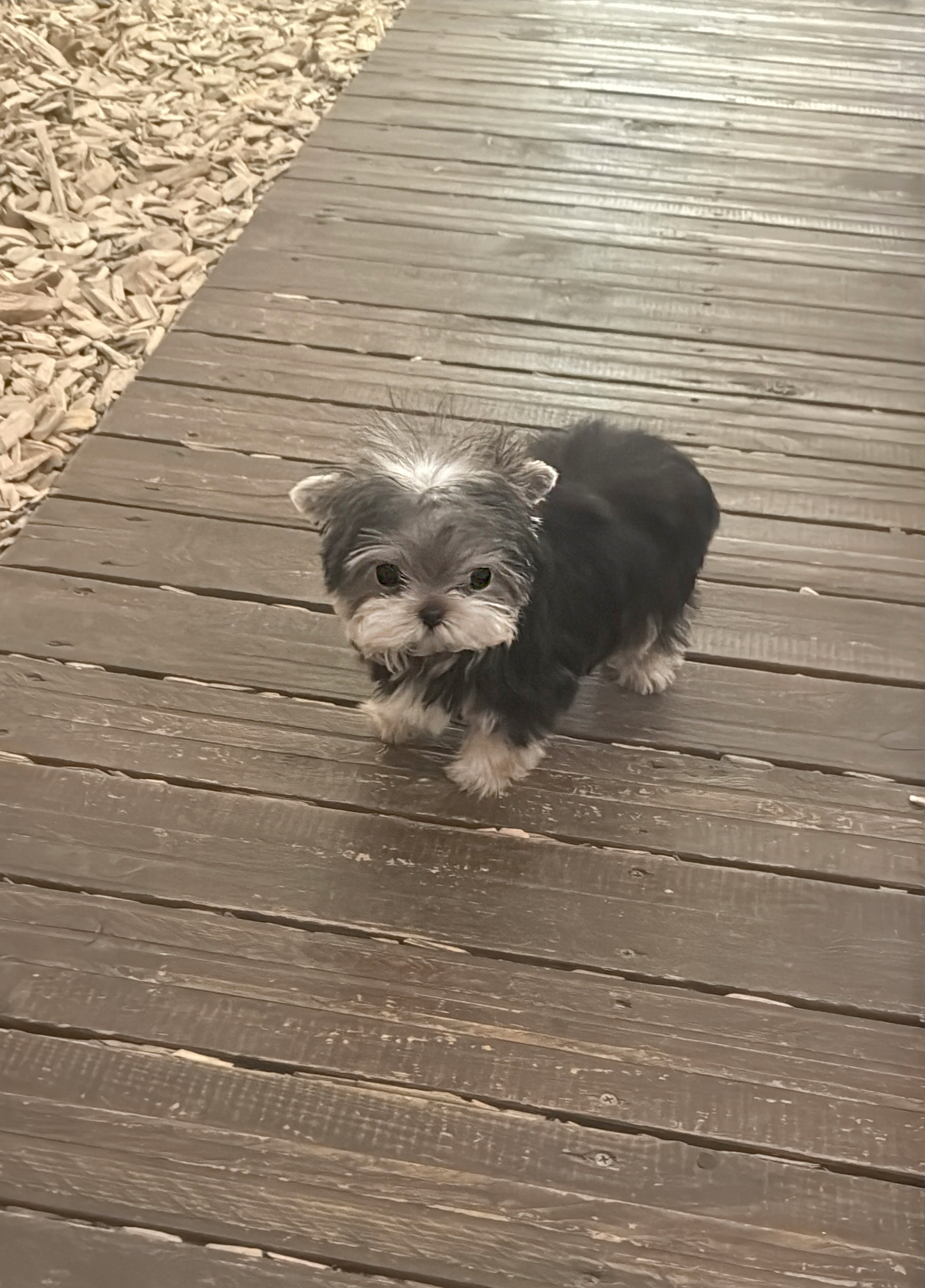 Yorkie-Harrison