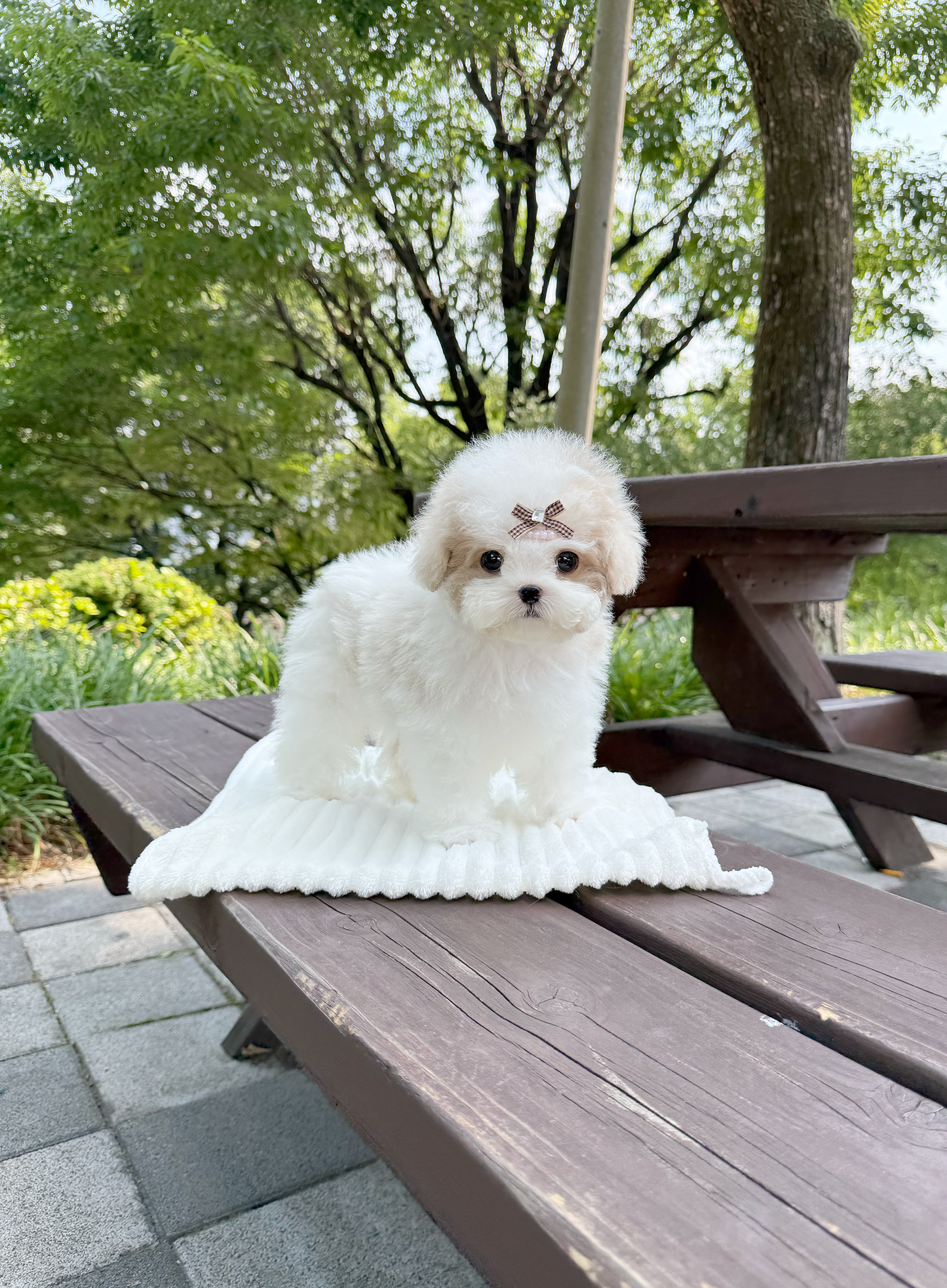 Maltipoo-Godiva