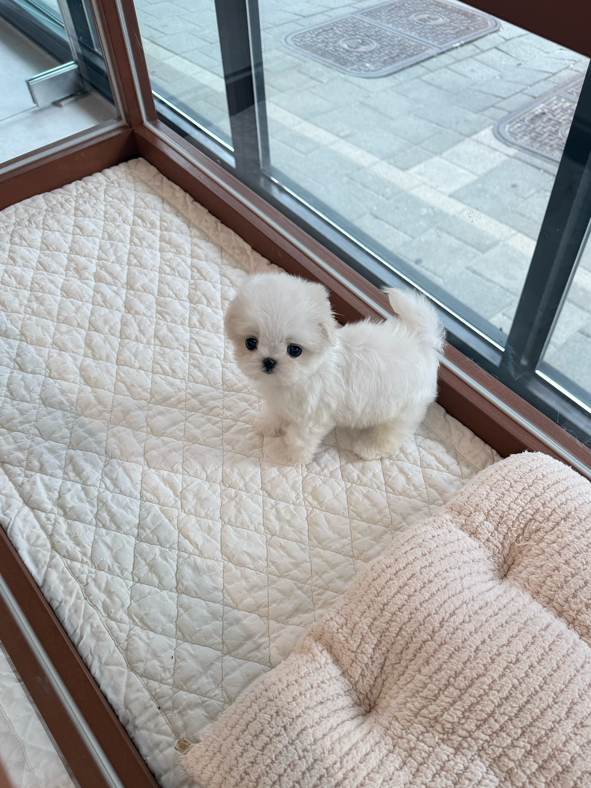 Maltese-Louis-M
