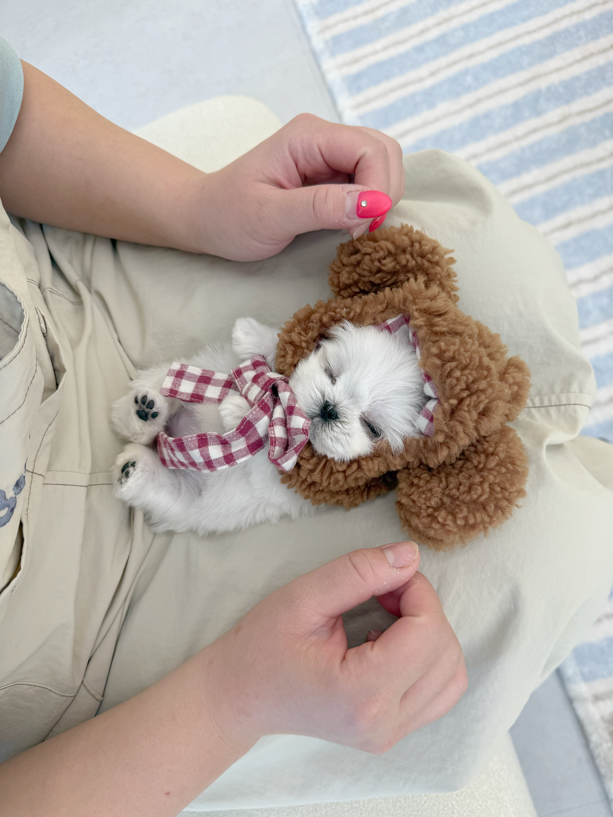 Maltese-Candy-F