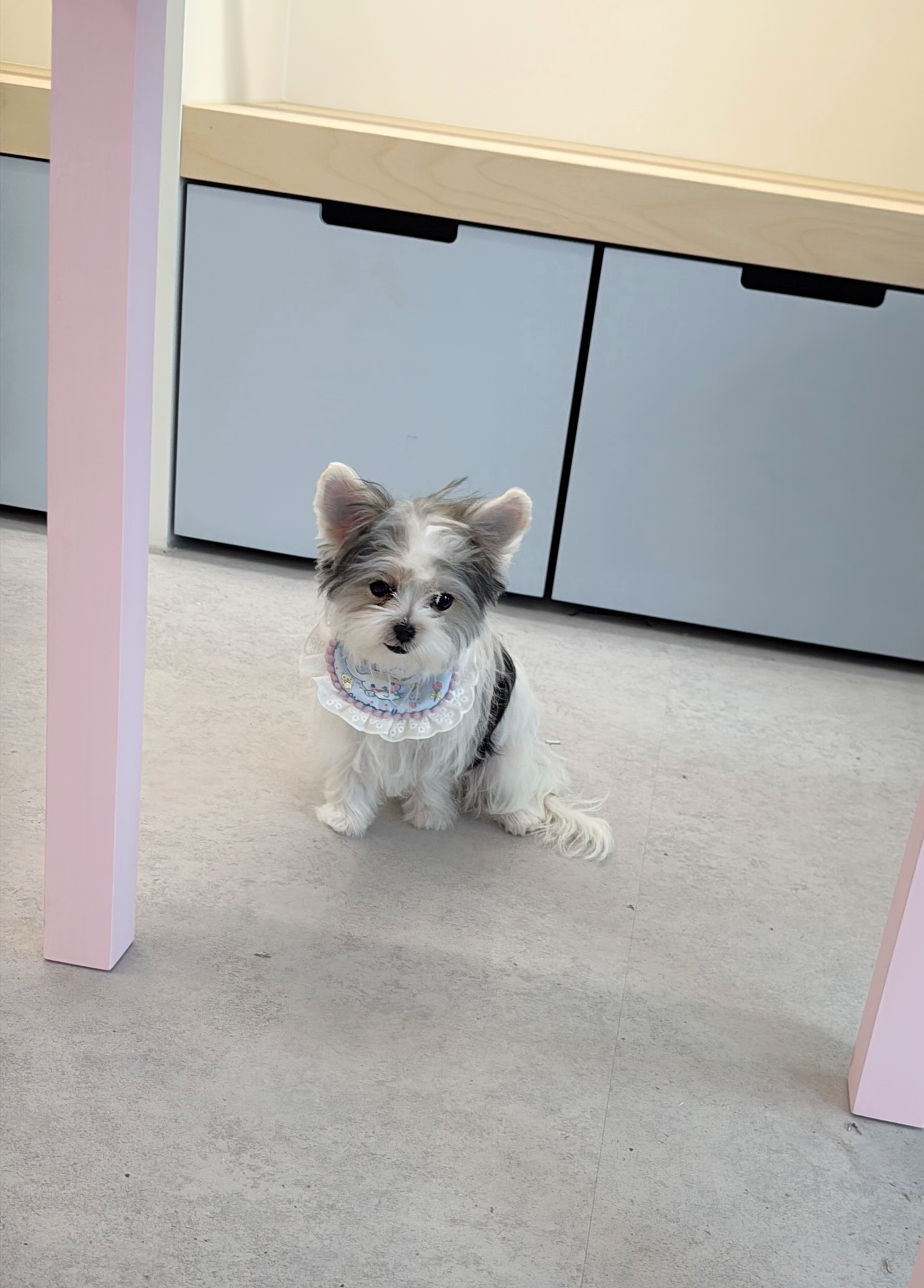 Morkie-Eblin-F