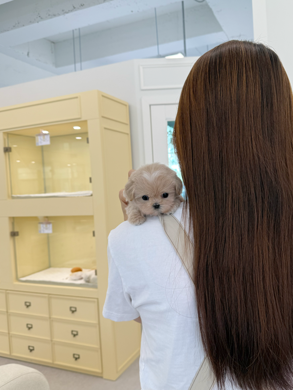 Maltipoo-Janie-F