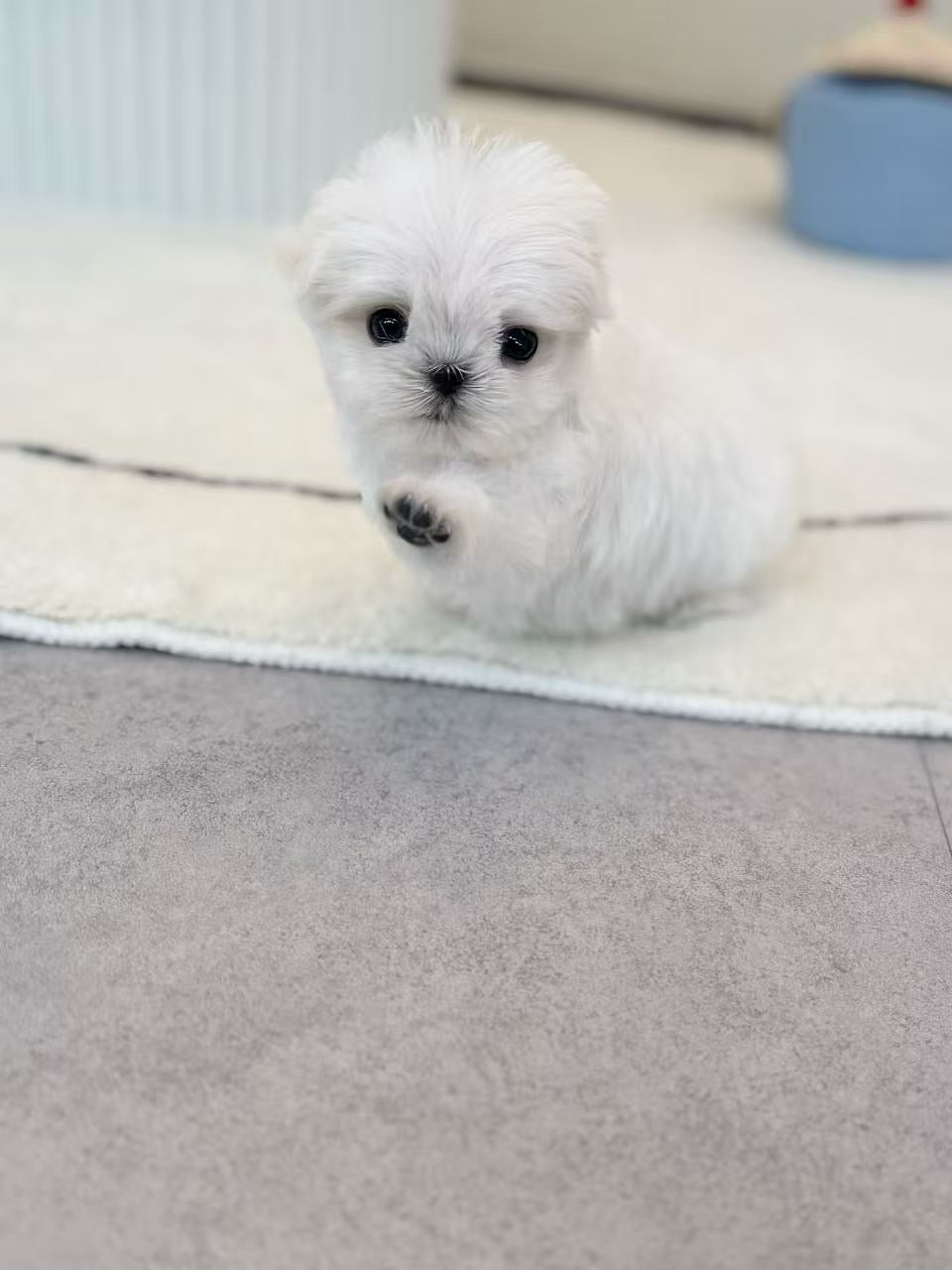 Maltese- Minnie