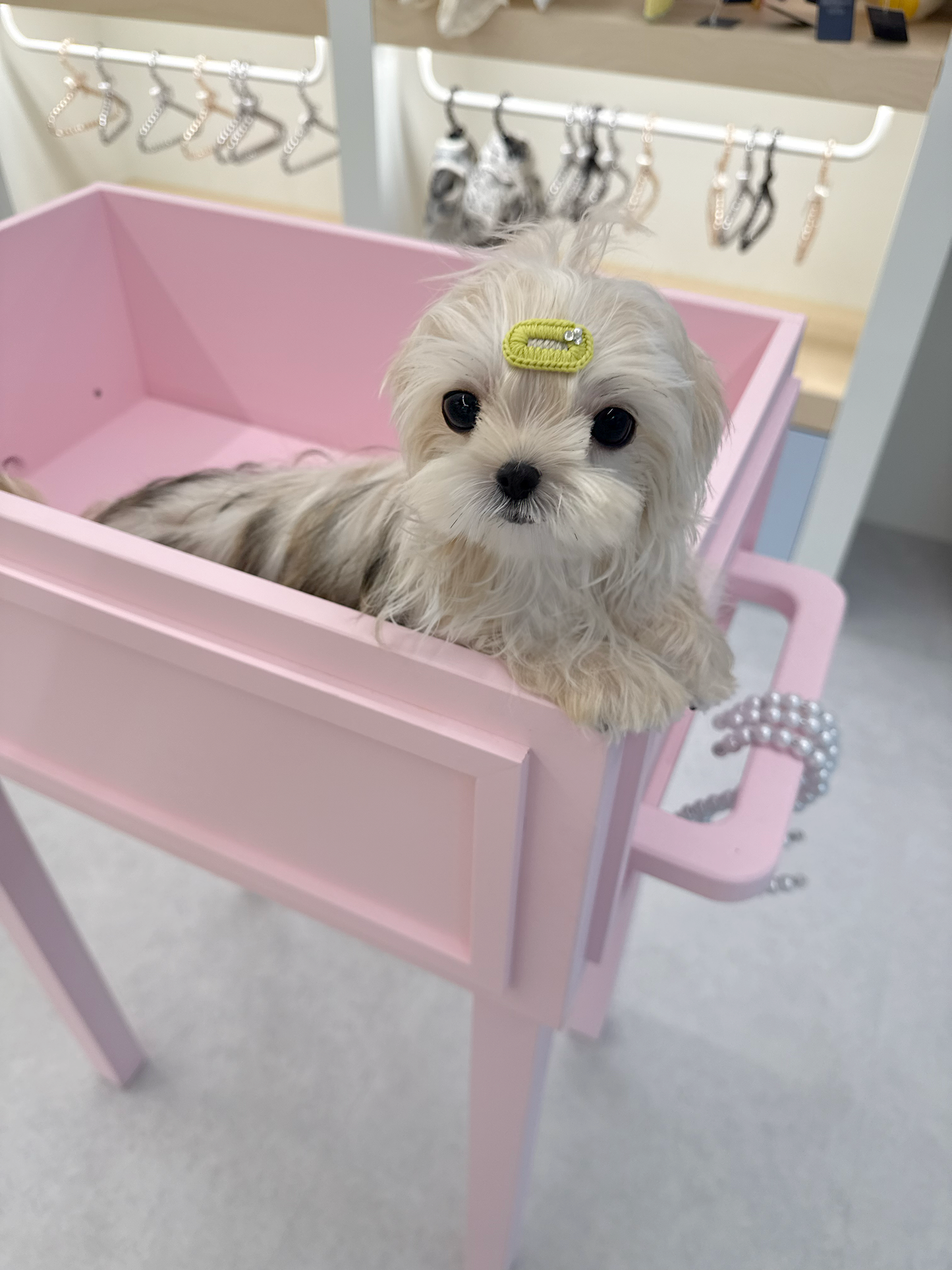 Yorkie-Mango-M