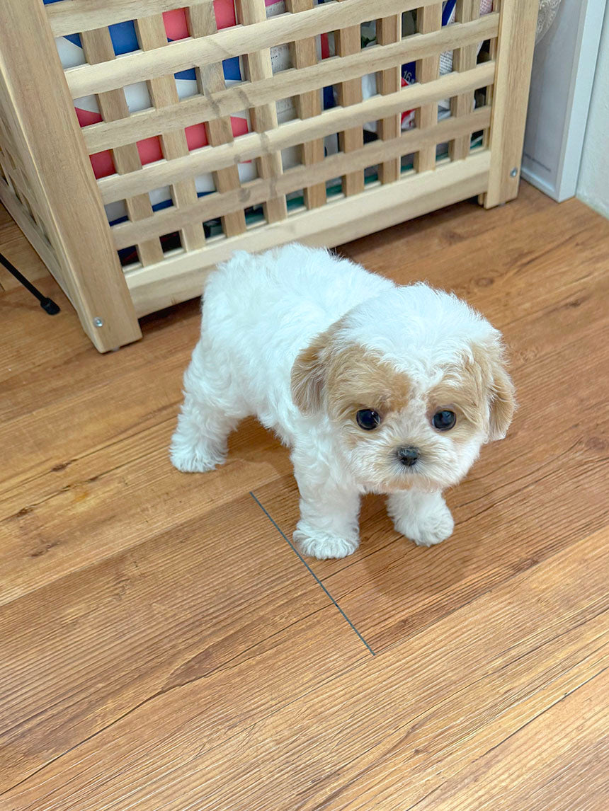 Maltipoo-Choco