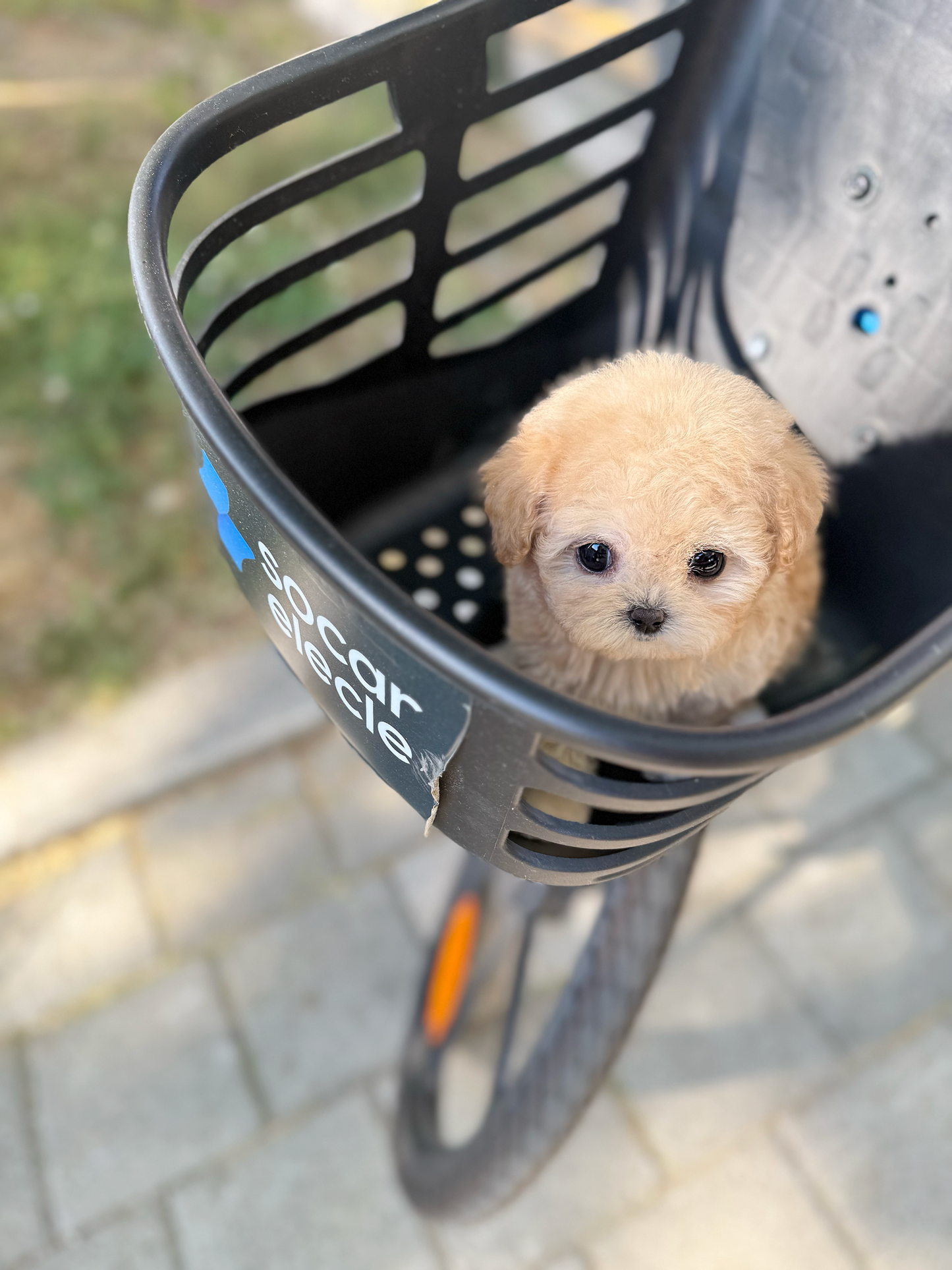 Maltipoo-Latte