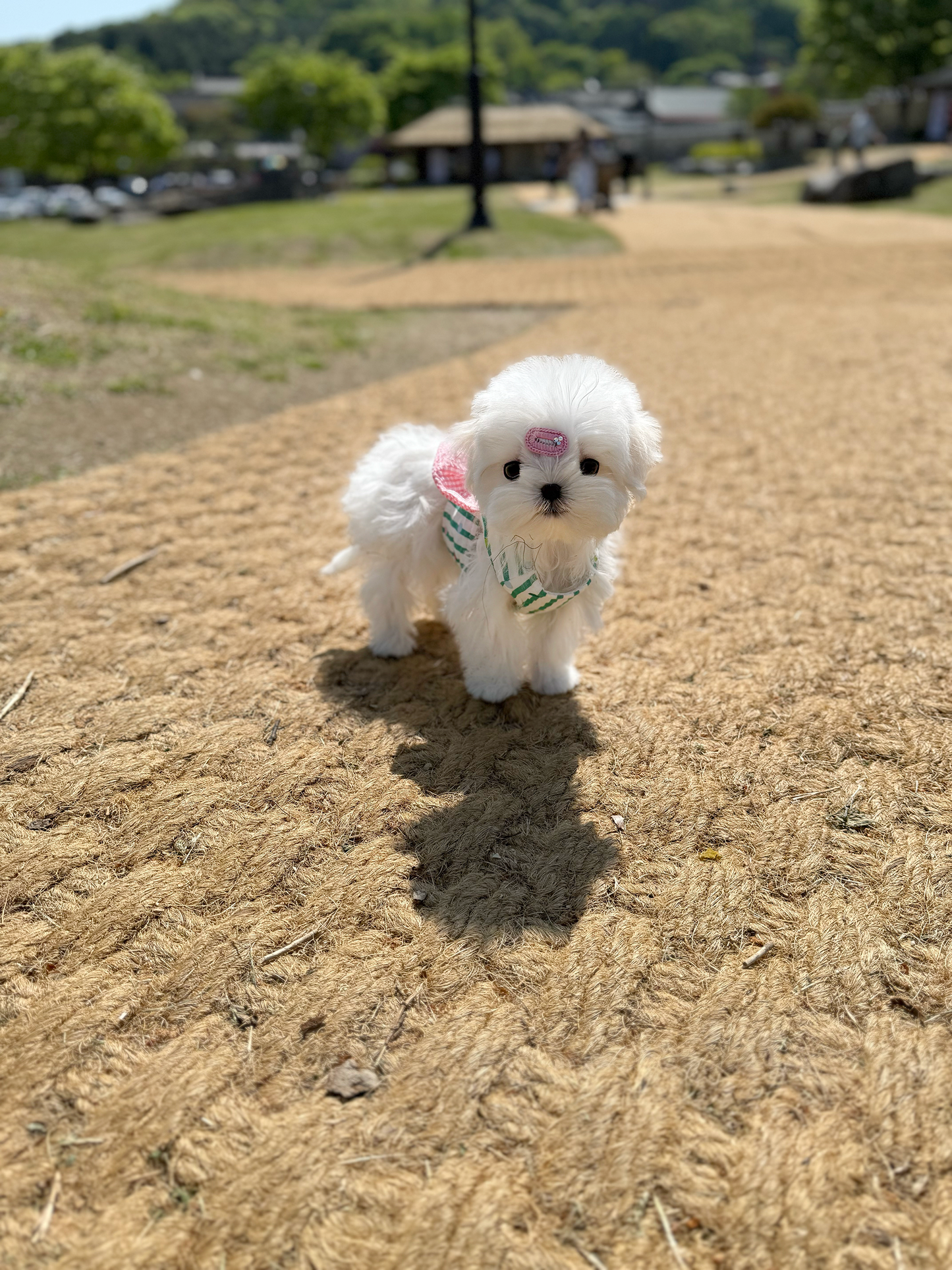 Maltese-Love