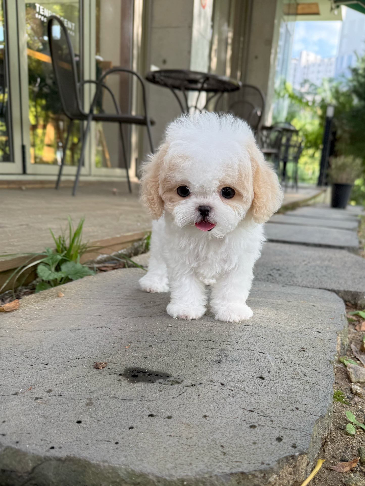 Maltipoo-Lottie
