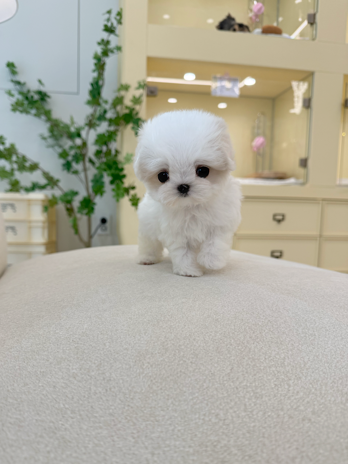 Maltese-Louis-M